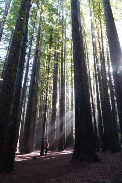 istock A person standing under the rays of sunlight in a tall forest 1444549025