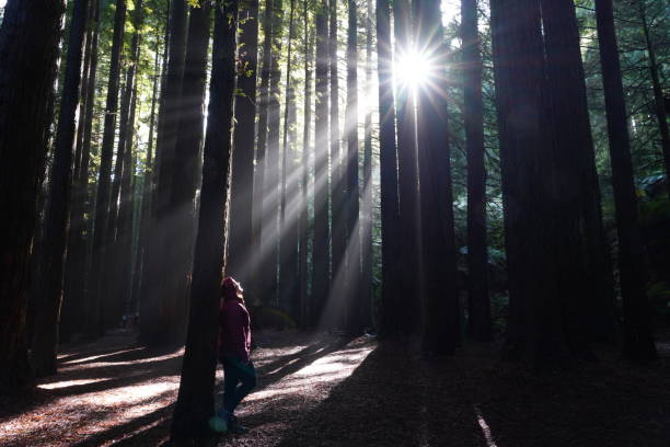 istock A person standing under the rays of sunlight in a tall forest 1444549046