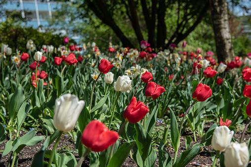 White and red tulips in a garden