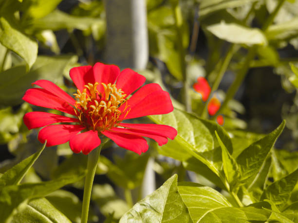 istock Flower shot of the day 1444553066