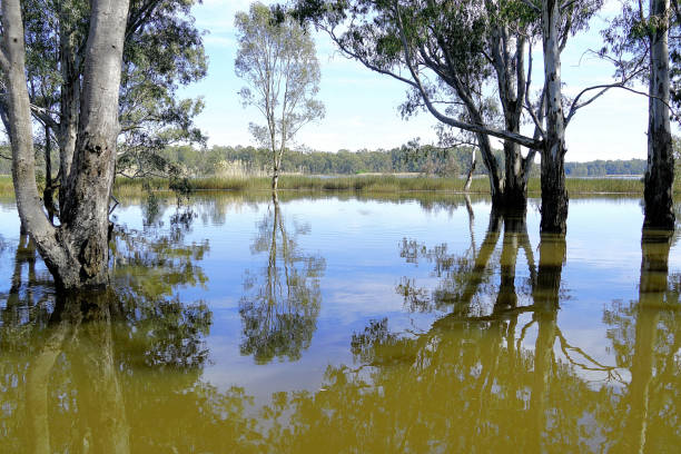 Barmah National Park, Victoria, Australia Barmah Lake in flood time, Northern Country VIC, Australia. murray darling basin stock pictures, royalty-free photos & images