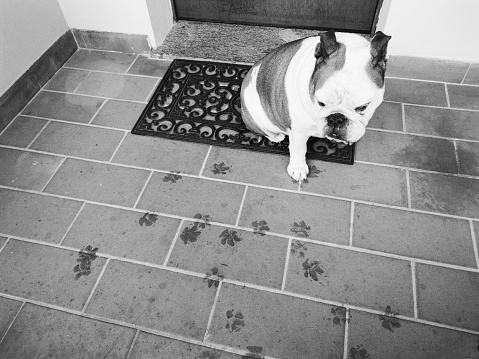 Wet footprints after the rain. Guilty dog!