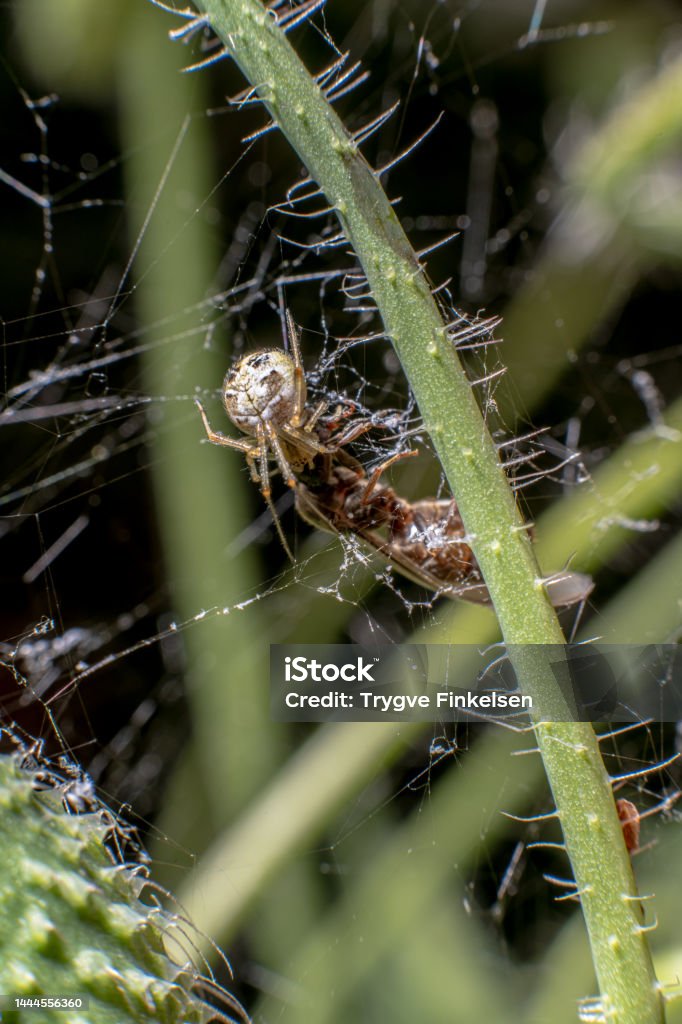 Web Spinning Insect Small Spider Spinning Its Web On A Flower Stem Attacking A Trapped ...