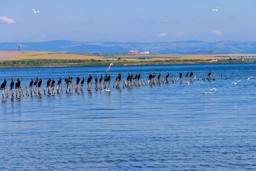Flock of great cormorants (Phalacrocorax carbo) perched on a wooden poles at Pomorie salt lake in Bulgaria