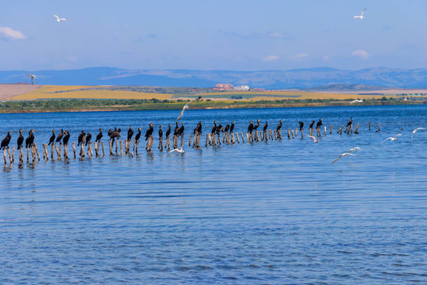 Flock of great cormorants (Phalacrocorax carbo) perched on a wooden poles at Pomorie salt lake in Bulgaria Flock of great cormorants (Phalacrocorax carbo) perched on a wooden poles at Pomorie salt lake in Bulgaria pomorie stock pictures, royalty-free photos & images