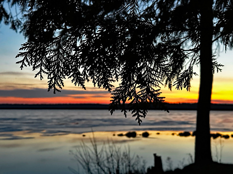 Scenic view of the silhouette of a tree branch that is growing by the edge of a frozen lake on a cold November night with a colorful sunset and the horizon in the background.