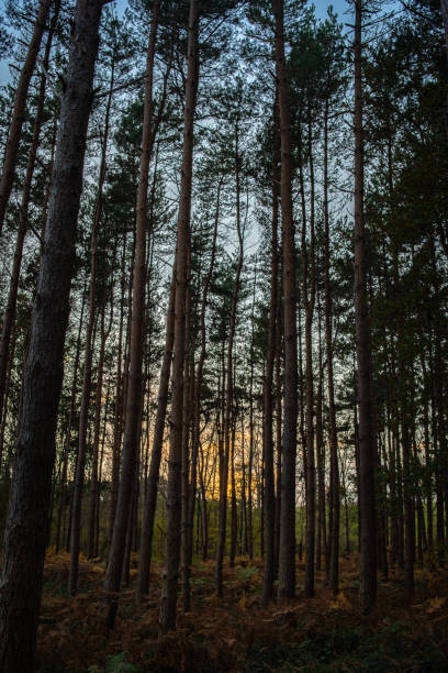 istock Sunset or sunrise in the forest visible through the trees in autumn. 1444561574