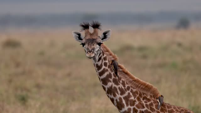 Oxpecker on a Giraffe in Africa