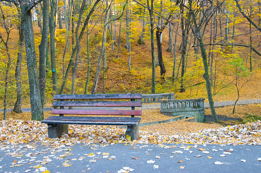 Single wooden bench in the middle of forest - vibrant autumn colors