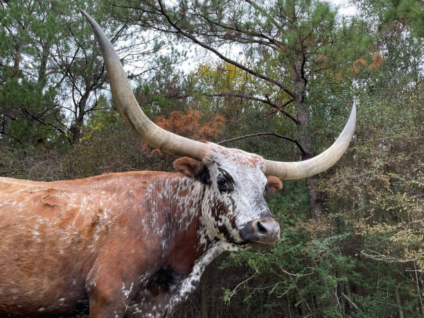 テキサスのロングホーン牛 - texas texas longhorn cattle bull landscape ストックフォトと画像