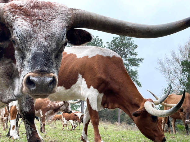 texas longhorn bull et son troupeau - texas texas longhorn cattle bull landscape photos et images de collection