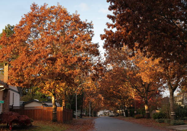 Oak leaves show their autumn colours on a quiet residential street in the Fleetwood neighbourhood of Surrey. Cloudy morning in Metro Vancouver.