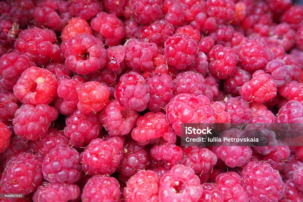 Raspberry background. Large, red, fresh, first-class berries of garden raspberries. Lots of raspberries. Common raspberry Rubus idaeus - semi-shrub, species of the genus Rubus of the family Rosaceae. Abundance Stock Photo