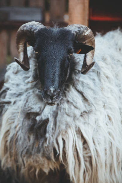 istock sheep farm pedigreed ram natural household 1444572025