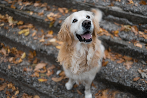 A beautiful smiling golden retriever is sitting in a beautiful natural park and looking at the camera with a smile.