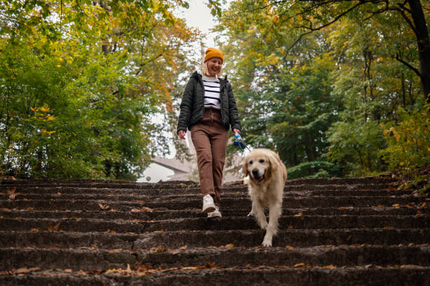 chasing the good view together - dog walking retriever golden retriever imagens e fotografias de stock