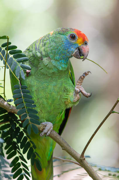 istock Red-browed Parrot (Amazona rhodocorytha) This bird is an endangered species. 1444575840