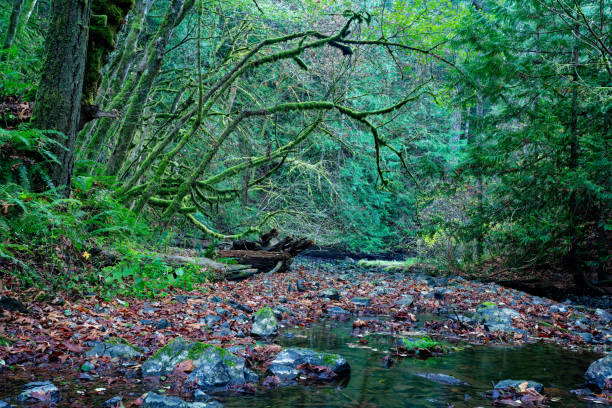 istock Gowlland Tod Provincial Park, Saanich, BC Canada 1444580329