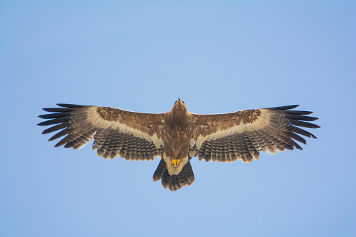 Steppe Eagle flying in blue sky
