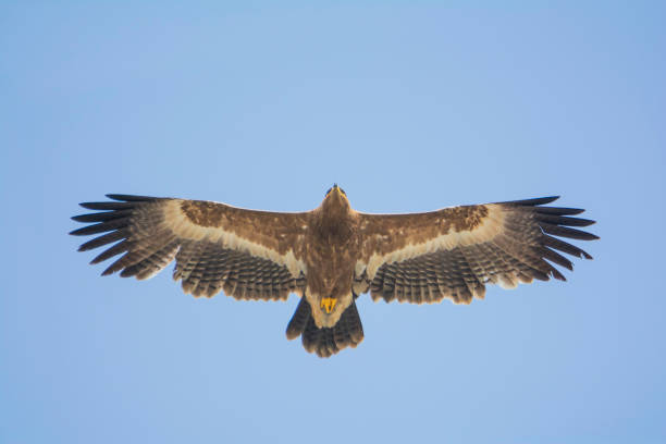 Steppe Eagle flying in blue sky Steppe Eagle flying in blue sky steppe eagle aquila nipalensis stock pictures, royalty-free photos & images