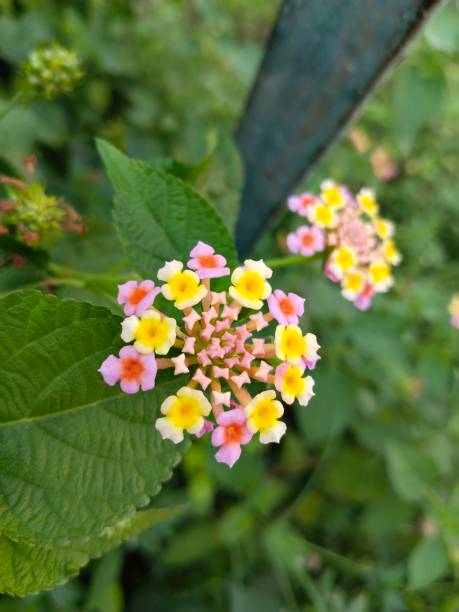istock Colourful Lantana camara flower 1444585574