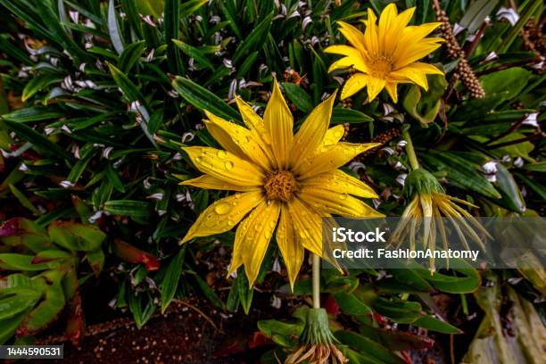 2022 08 16 Madeira Gazania Rigens 1 Stock Photo - Download Image Now - Antiquities, Backgrounds, Beauty