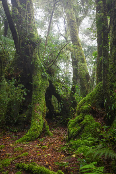 istock Border Track hike in the misty rainforest 1444590786