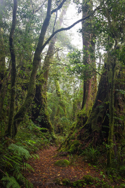 istock Border Track hike in the misty rainforest 1444590888