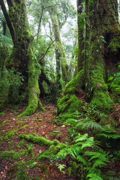 istock Border Track hike in the misty rainforest 1444590920