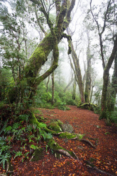 istock Border Track hike in the misty rainforest 1444591120