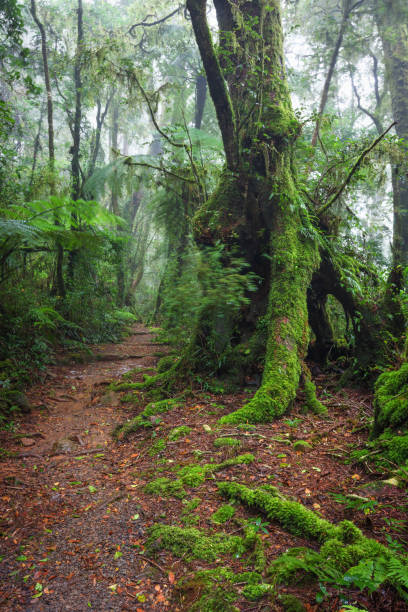 istock Border Track hike in the misty rainforest 1444591129