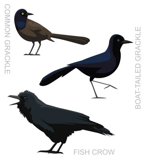 Vector illustration of Cute Bird Grackle Fish Crow Set Cartoon Vector