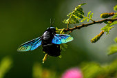 Carpenter bee with flashing wings