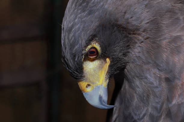 istock Head of a Harris falcon 1444599841