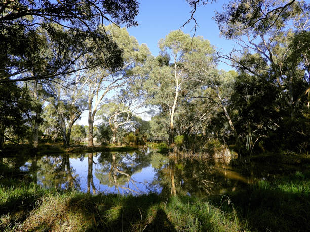 manning point, nsw, australia - eucalyptus tree tree australia tropical rainforest imagens e fotografias de stock