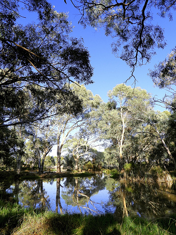 Wetland in the Temperate Rainforest on the Mid North Coast