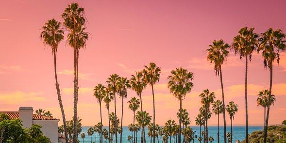 Sunset and palm trees on the beach against the soft pink tropical sky over the blue pacific ocean water