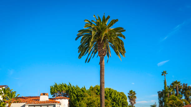 istock Big palm trees over the red rooftop 1444603728