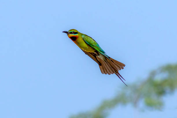 istock bee eater in flight with folding wings  , bee eaters in wildlife 1444604212