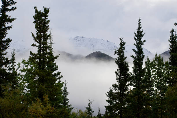 istock green trees and a fog covered mountain 1444613564