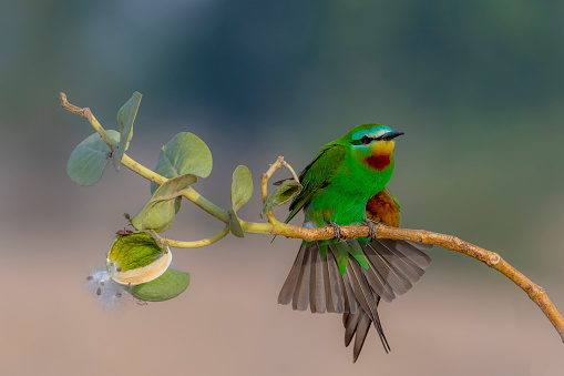 beautiful bee eater in wildlife, closeup of bee eaters , blue cheeked bee eaters in blur green background,