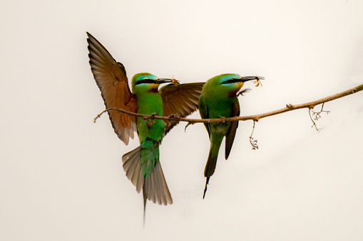 beautiful bee eater in wildlife, closeup of bee eaters , blue cheeked bee eaters in blur green background,