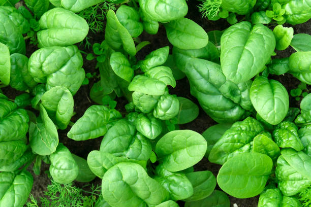 istock Green spinach texture. Young leaves leaf leaf green in rows, agriculture. 1444614015