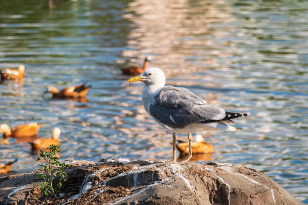 istock Seagull sits on stone cliff at the sea shore 1444614693