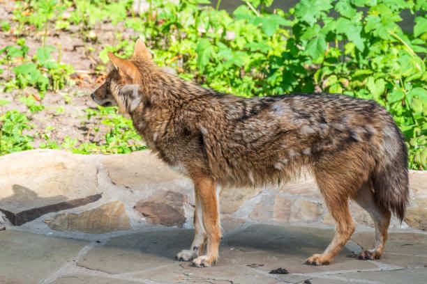 istock Gray wolf in forest on the green grass. The wolf, Canis lupus 1444614720