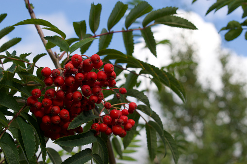 a bunch of red berries on a branch with blue sky and white clouds