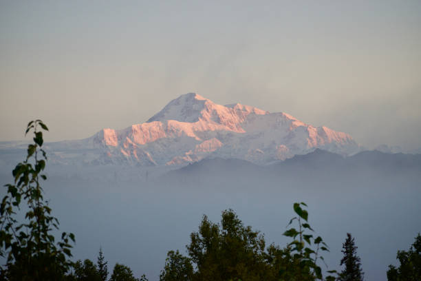 mount mckinley with pink snow and green trees in the foreground