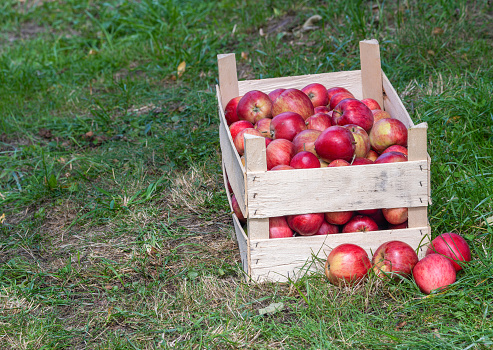 Harvesting new fresh season red apples