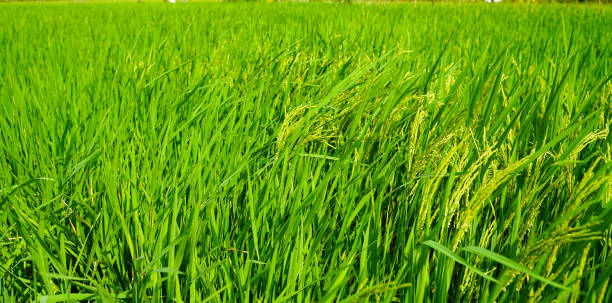 istock Rice fields that are sprout and nearing the harvest season. 1444617748