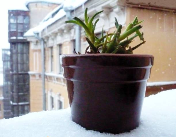 istock Cactus on a Snowy Window Sill 1444617946